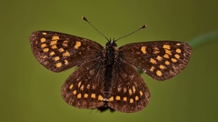 Melitaea britomartis