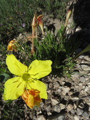 Oenothera lavandulifolia