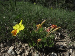 Oenothera lavandulifolia