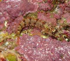 Alloclinus holderi
