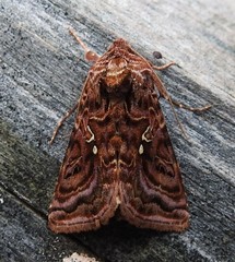 Autographa mappa