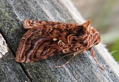 Autographa mappa