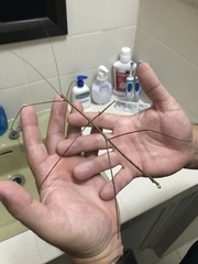 Bactricia bituberculata