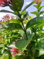 Ixora coccinea