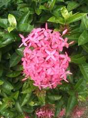 Ixora coccinea
