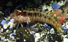Alloclinus holderi