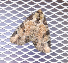 Stibaera thyatiroides