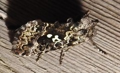 Syngrapha alias