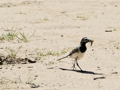 Motacilla alba