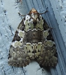 Leuconycta lepidula