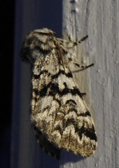 Panthea acronyctoides