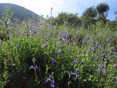 Salvia coahuilensis
