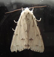 Acronicta vulpina