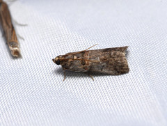 Acrobasis betulella