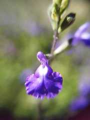 Salvia coahuilensis