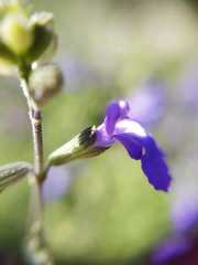 Salvia coahuilensis