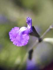 Salvia coahuilensis
