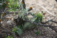 Euphorbia nesemannii