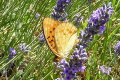 Argynnis adippe cleodoxa