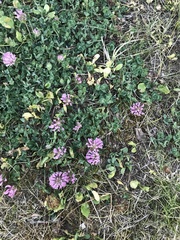Trifolium pratense