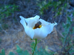 Romneya coulteri
