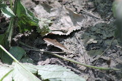 Parallelia bistriaris
