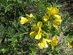Senna demissa