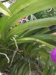 Vanda