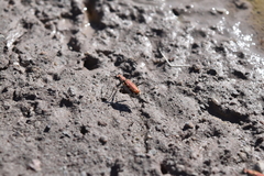 Ellipsoptera marutha