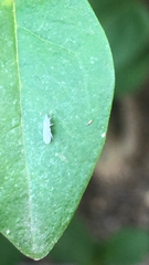 Semidalis