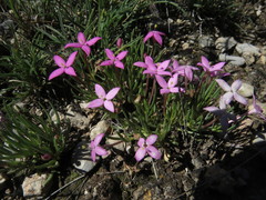 Houstonia rubra