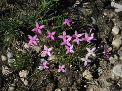 Houstonia rubra
