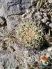 Coryphantha retusa