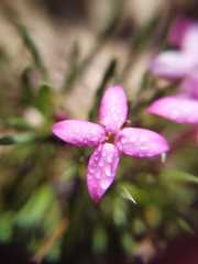 Houstonia rubra