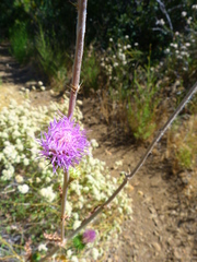 Cirsium occidentale