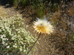 Cirsium occidentale