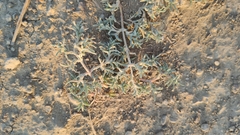 Petrosimonia brachiata