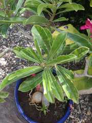 Adenium obesum