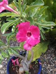 Adenium obesum