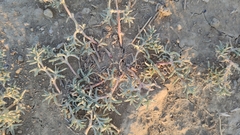 Petrosimonia brachiata