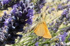 Thymelicus sylvestris