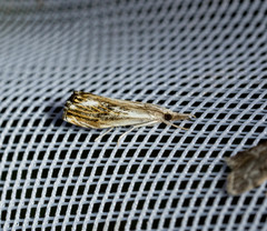 Catoptria verellus