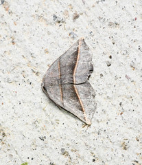 Metanema determinata