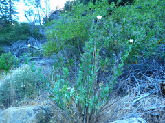 Romneya coulteri