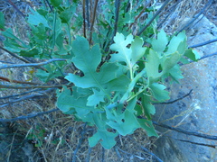 Romneya coulteri