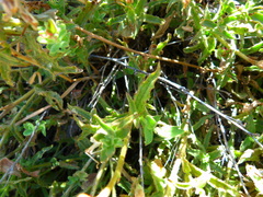 Castilleja martini martini