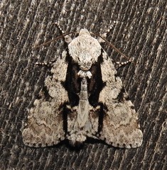 Acronicta funeralis