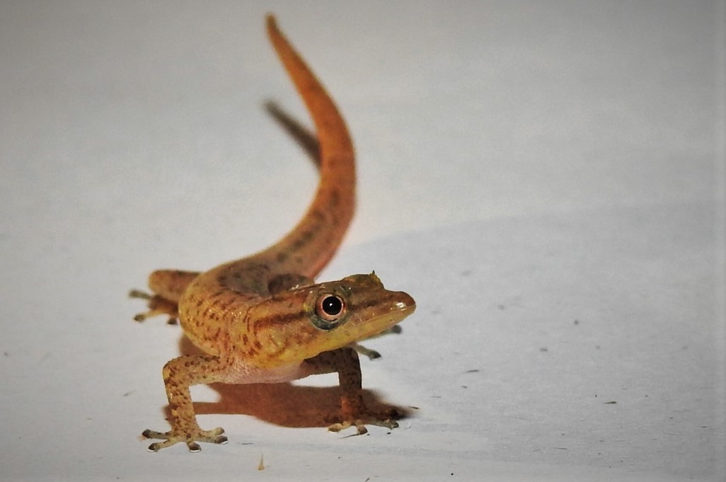 Sphaerodactylus continentalis Werner, 1896