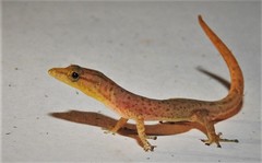 Sphaerodactylus continentalis