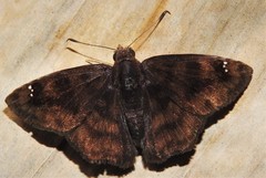 Nisoniades bromias